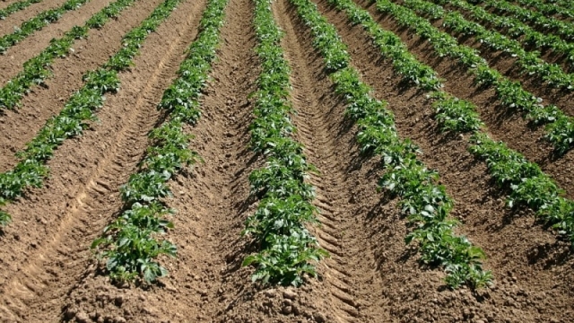 Unearthing the Secrets of Successful Potato Planting